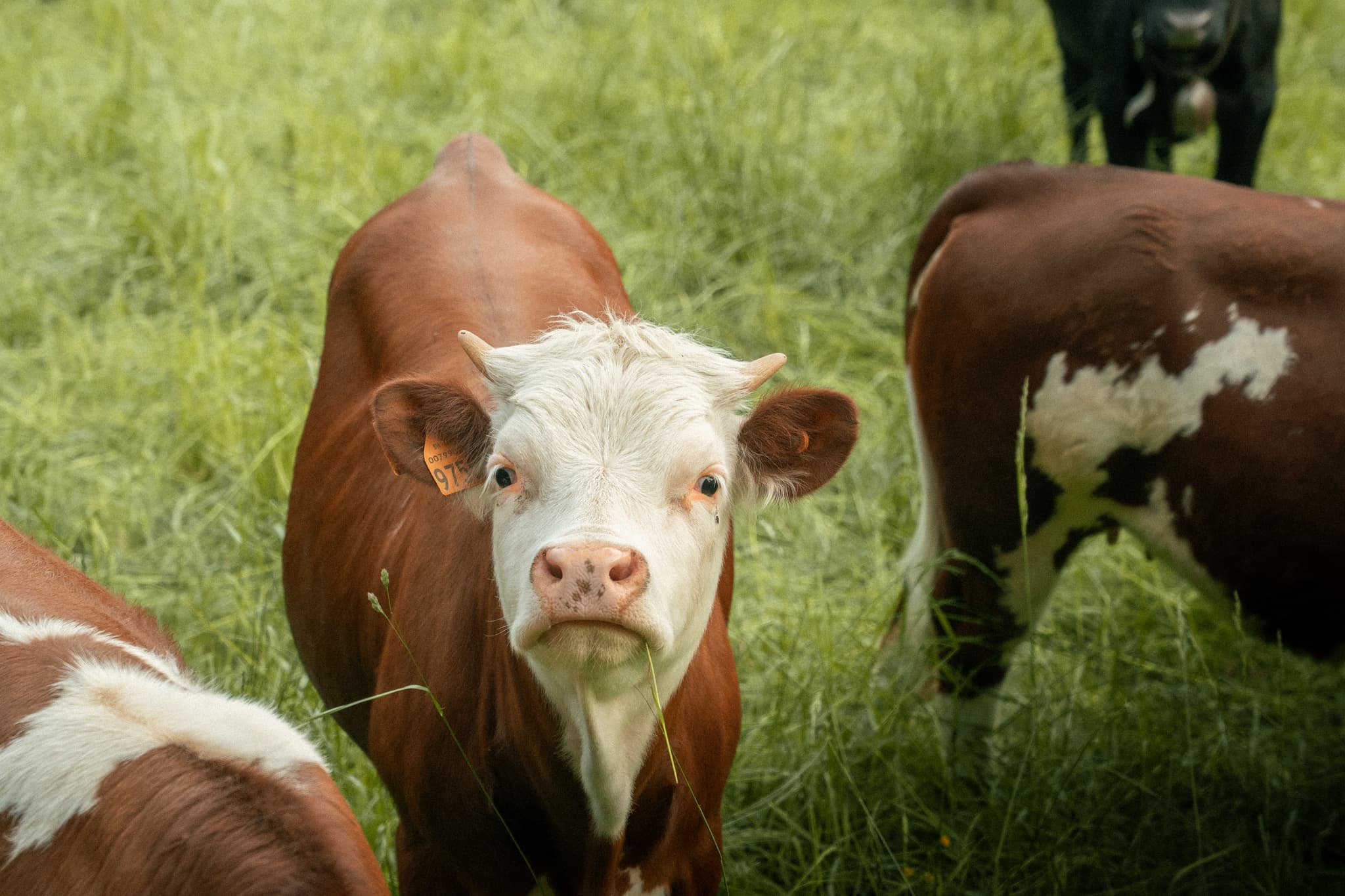 cow-1