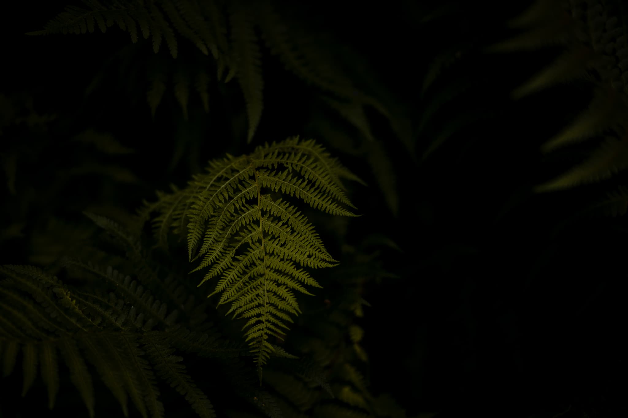leaf-2