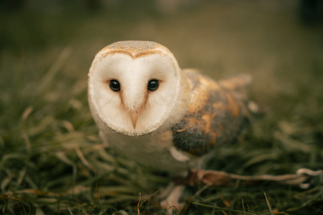 owl-1.jpg