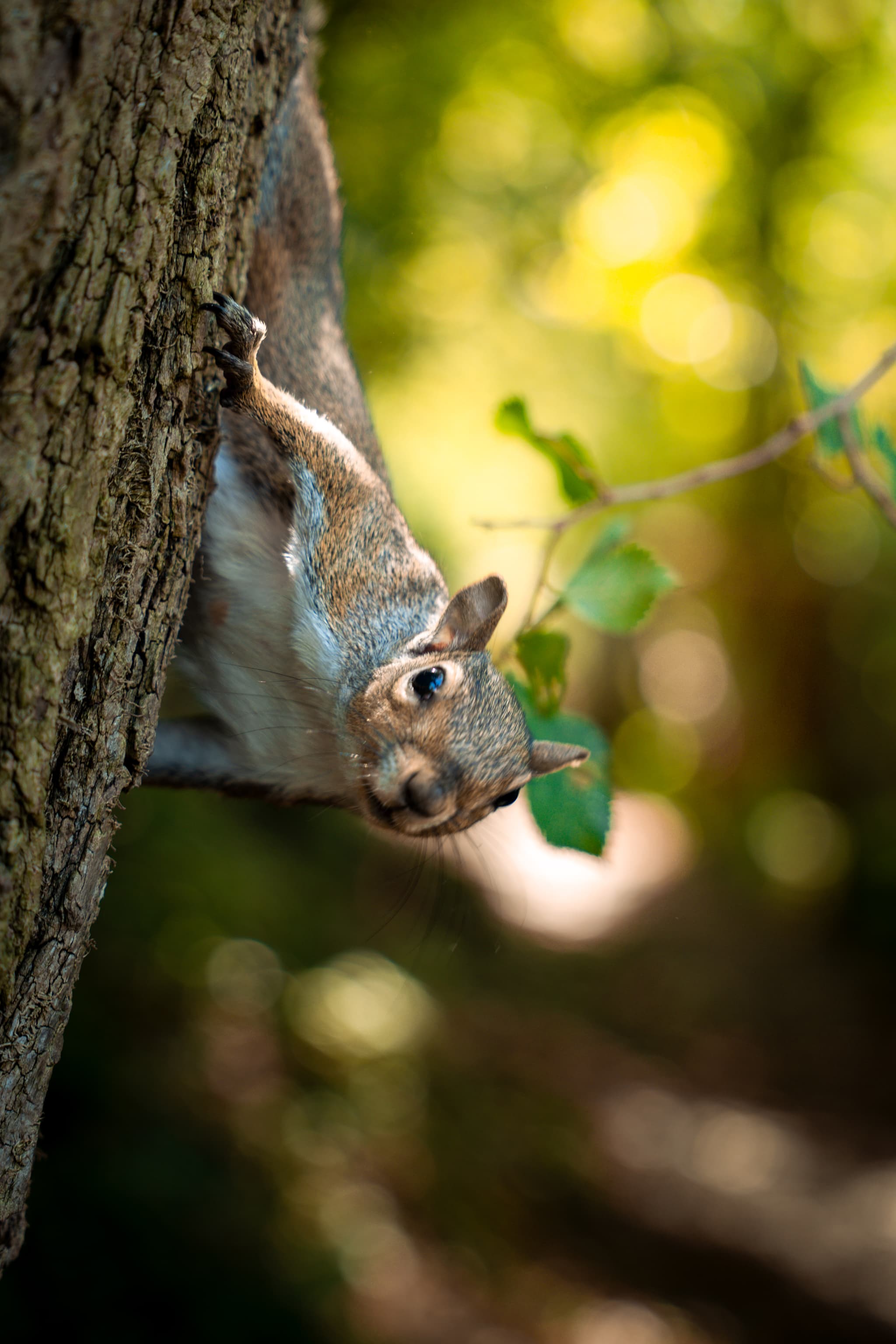 squirrel-0