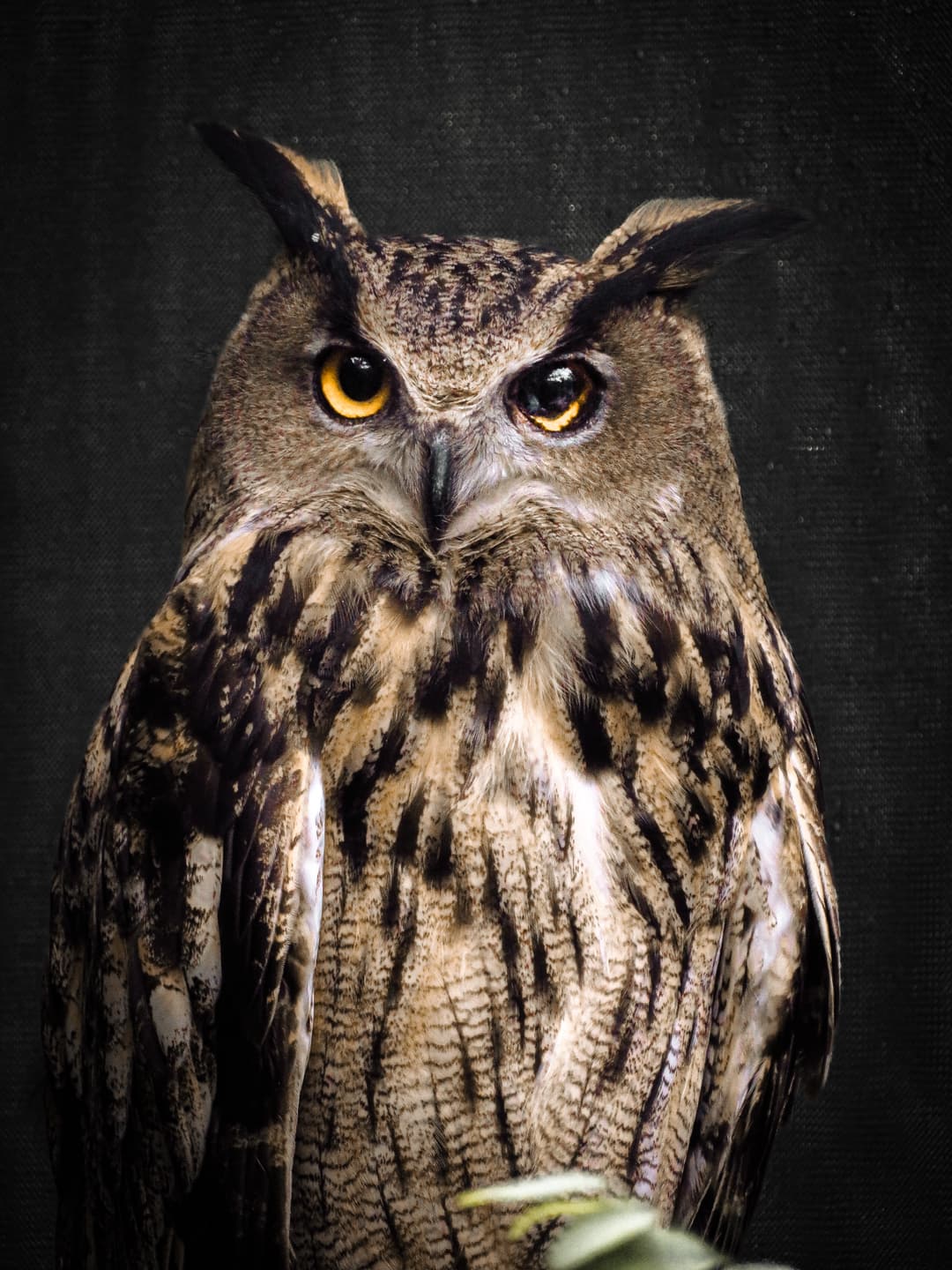 owl-0.jpeg