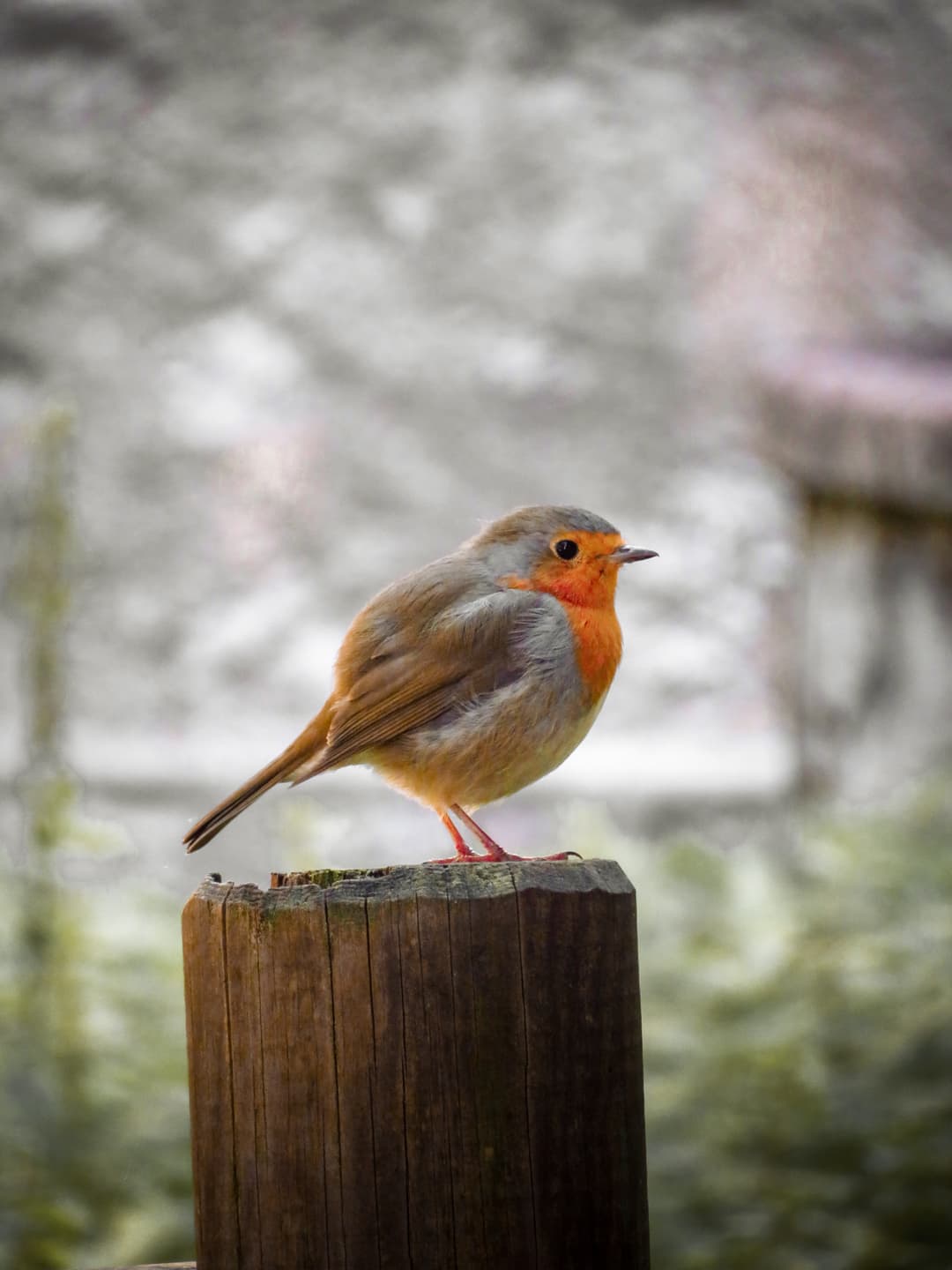 robin-0.jpeg