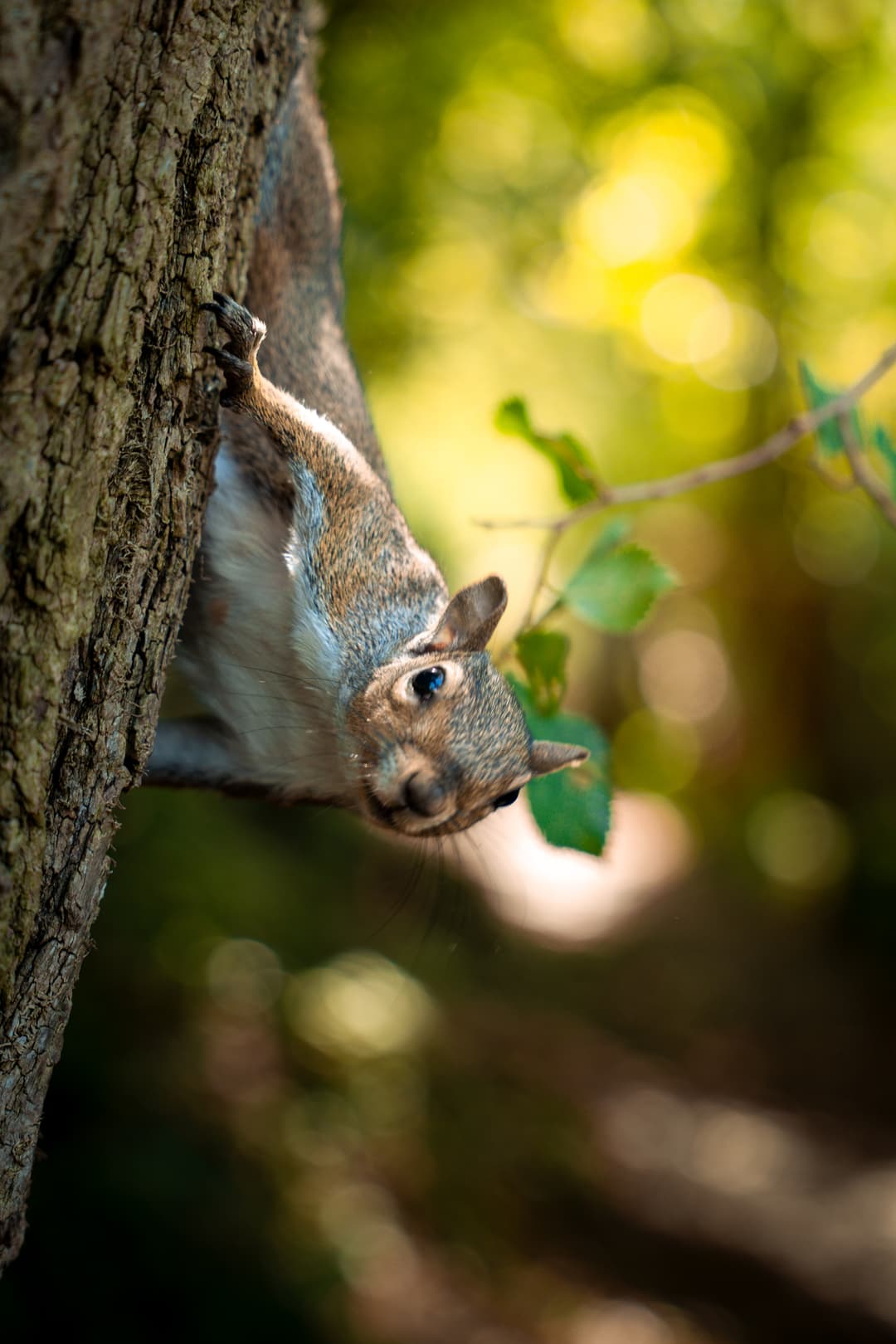 squirrel-0.jpeg